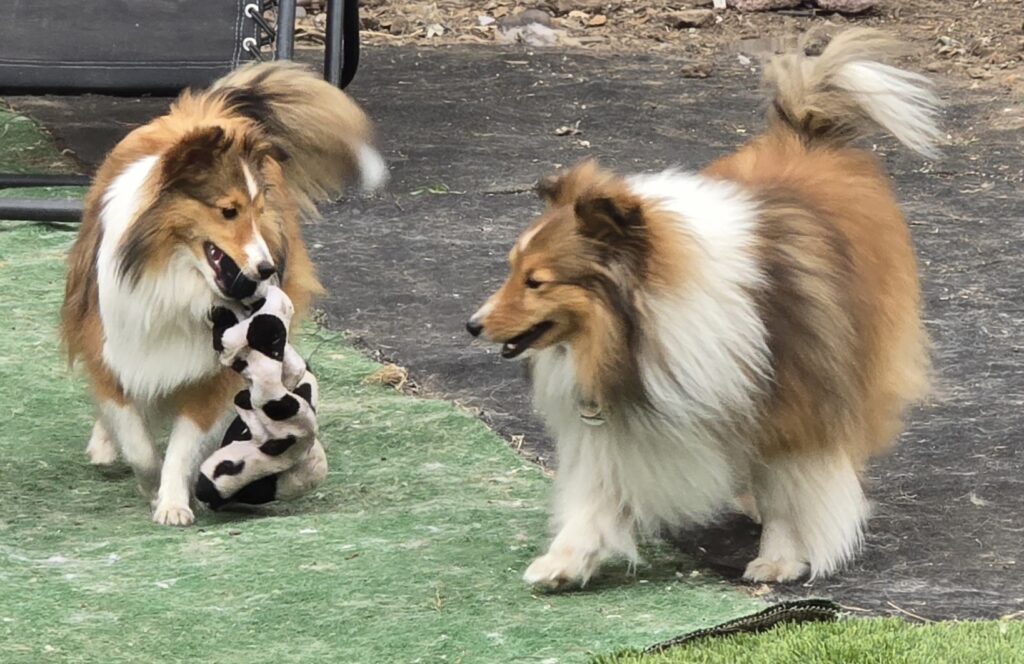 Picture of the parent dogs. 2 beautiful sable and white shelties.