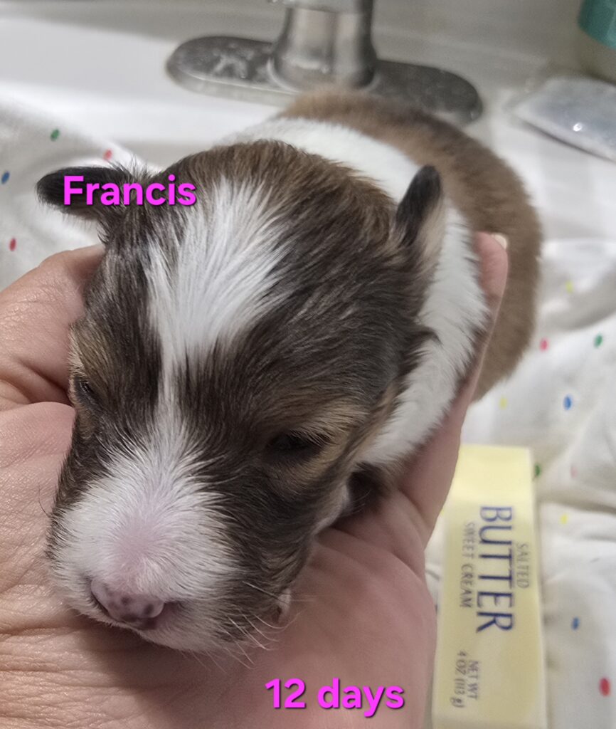 $3750. Francis is a beautiful little sable and white girl. She has an unbroken white collar, 4 white socks and a white tail tip. She may not keep her blaze, her face might look like her dad's with a white snip at the nose and an angels kiss on her forehead…or it could be very skinny like moms.