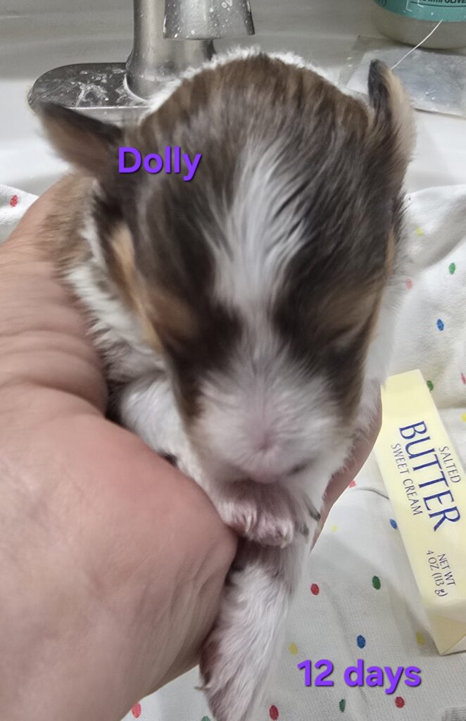 Dolly. $3250 Dolly is a precious, tiny, sable and white girl. Smallest baby in the litter. She has a full white collar, stockings on her front feet, socks on her back. I am unsure if she will keep her blaze. Dolly is priced slightly lower due to having some faults. She has a bobbed tail that doesn't have a white tail tip. Bobbed tails are defined as tail length that is above the hocks. Her tail appears to be half length but it may appear shorter or longer as she grows. The tail length will not affect her health, it just wont be as long as most shelties.