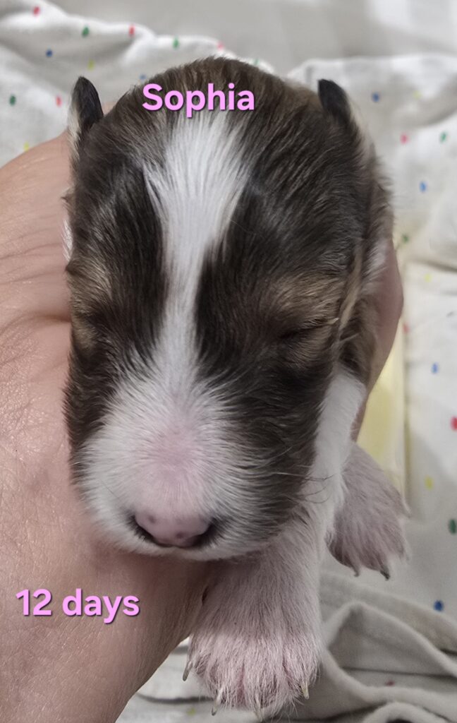 Sophia. $3400 Sofia is a gorgeous little sable and white girl. Her white collar is unbroken with a swish of sable on the left side. She has white stockings on her front legs and white socks on her back feet. She has a nice fat blaze she will probably keep and a white tail tip. Her price is slightly reduced because she has a fault. (Being undersized is a fault, but that is the only fault i intentionally breed for.) She has a kink at the end of her tail. Once her tail is full and fluffy, I doubt it will be noticeable.